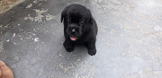 black labrador puppy for sale Lucknow