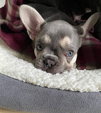 Healthy French Bulldog puppy for sale. Indianapolis
