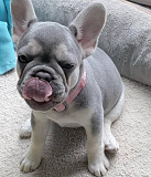 Healthy French Bulldog puppy for sale. Indianapolis