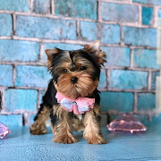 Cute little YORKIE PUPPIES available Denver