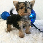 Adorable Yorkie puppies available for adoption Sacramento
