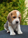I need unwanted free beagle puppy Abuja