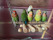 Love africam birds Navi Mumbai