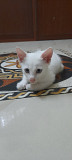 Snow white cute male kitten Chennai