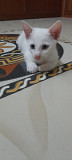 Snow white cute male kitten Chennai