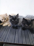 Persian kittens Pune