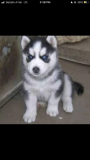 Husky puppy from Los Angeles