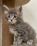 Mainecoon kittens for buy Houston