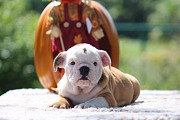 Male and female English bulldog ready for adoption from Texas City