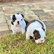 Male and female English bulldog ready for adoption from Texas City