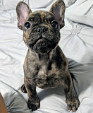 outstanding french bulldog puppies Dallas
