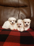 Very Small Maltese A.K.C. Purebred Puppies Gor Sale from Asheville