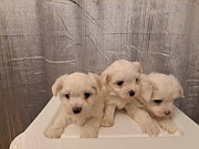 Maltese Puppies from Albany