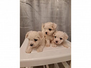 Maltese Puppies from Albany