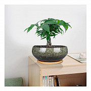 Get quality goods that suits your taste (ceramic planter pot, oil lamps) Madison