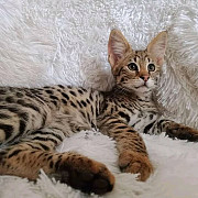 Super energetic serval ,Bengal kittens for Adoption from Phoenix