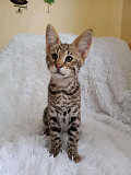Super energetic serval ,Bengal kittens for Adoption from Phoenix