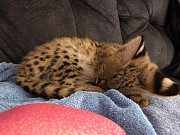 energetic Bengal kittens for Adoption from Sacramento