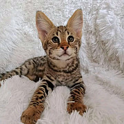 energetic Bengal kittens for Adoption from Sacramento