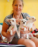 Chihuahua puppies available from Edmonton