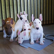 English bull Terrier available from Florida Ridge