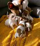 adorable Chihuahua puppies for adoption from Phoenix