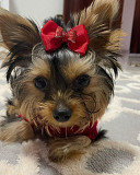 YorkieShire Terrier puppies for sale Orlando