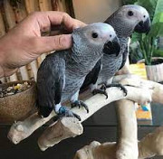 Parrots for sale Singapore