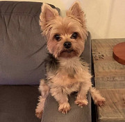 Yorkies available Augusta