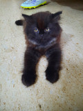 Black persian kittens for sale Panaji