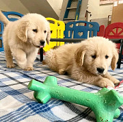 Adorable golden retriever puppies from San Jose