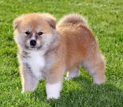 Puppies and dogs are available at affordable price from Calabasas