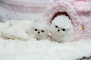 Healthy Teacup Pomeranian Puppies for sale Charlottetown