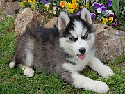 Beautiful Siberian Puppies for sale Sydney