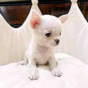Beautiful Chihuahua puppies for sale from Perth