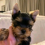 Beautiful Yorkie Puppies For Sale from Olympia