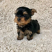 Yorkie Puppies For Sale from Augusta