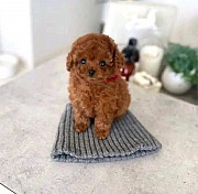 Toy poodle puppies for sale from Palikir - National Government Center
