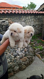 Beautiful Chow Chow Puppies, from Phoenix