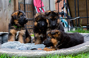 beautiful german shepherd puppies, from Saint Paul