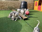 Beautiful Dalmatian Puppies, Phoenix