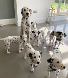 Beautiful Dalmatian Puppies, Phoenix