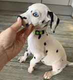 Beautiful Dalmatian Puppies, Phoenix