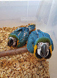 Blue and Gold Macaw - Hand Reared from Fremont