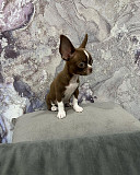 Chihuahua puppies for sale from Olympia