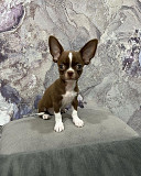 Chihuahua puppies for sale from Olympia