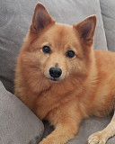 Finnish Spitz are lively, high-energy dogs and require lots of daily exercise. These dogs are calle from Quebec