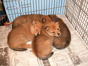 Finnish Spitz are lively, high-energy dogs and require lots of daily exercise. These dogs are calle from Quebec