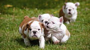 English Bulldog Puppies for sale. Trenton