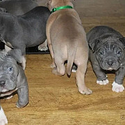 Pitbull Puppies For Sale from Denver